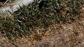 California enfrenta una severa sequía.