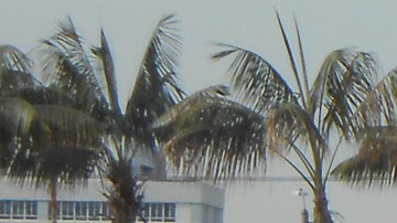 LACMA cumple 50 años de servir a la ciudad de Los Ángeles.