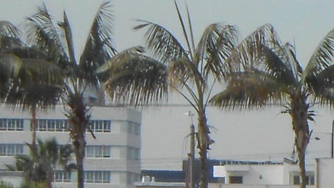 LACMA cumple 50 años de servir a la ciudad de Los Ángeles.