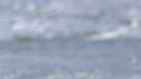 March of the Penguins