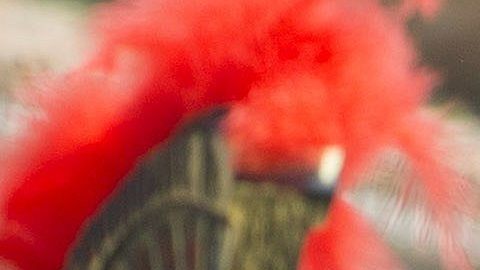 REPRESENTACIÓN DE LA PASIÓN VIVIENTE