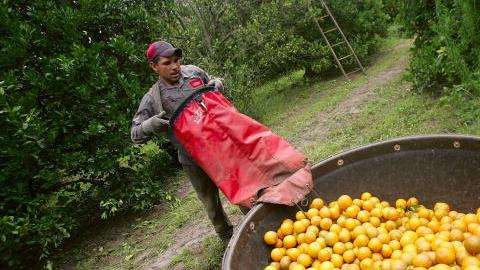 Jacinto Elvarado, quien está en EEUU con visa H-2A recoge naranjas en una plantación de Florida.