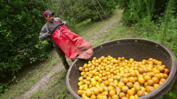 Jacinto Elvarado, quien está en EEUU con visa H-2A recoge naranjas en una plantación de Florida.