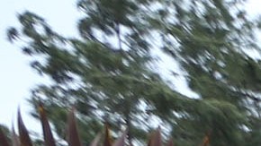 Se dio el descubrimiento en Griffith Park.