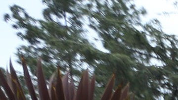 Se dio el descubrimiento en Griffith Park.