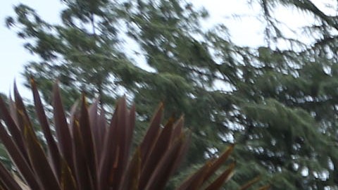 Se dio el descubrimiento en Griffith Park.