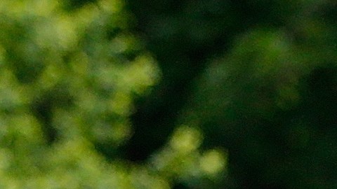 American Pharoah recibe un baño luego de la práctica matutina de ayer. Hoy es la gran prueba de Belmont Stakes. /GETTY IMAGES