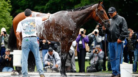 American Pharoah recibe un baño luego de la práctica matutina de ayer. Hoy es la gran prueba de Belmont Stakes. /GETTY IMAGES