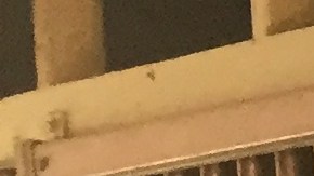 Ezequiel Peña y Ezequiel Pelña Jr., una dinastía familiar que actuará el domingo en Pico Rivera para celebrar el Día del Padre.