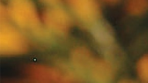 Fiesta Pork Enchiladas (1)