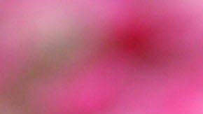 Immigrant Laborers Harvest California's Produce