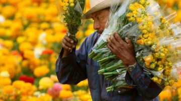 Immigrant Laborers Harvest California's Produce