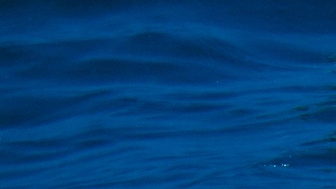 'Humpback Whales 3D' se estrena este viernes en el California Science Center.