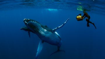 'Humpback Whales 3D' se estrena este viernes en el California Science Center.