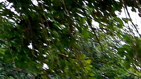 Un hombre duerme en una banca del parquet MacArthur.