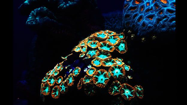 coral fluorescente