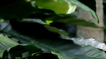 Vivir la cosecha del café es una experiencia que fincas en Colombia ofrecen a turistas extranjeros.