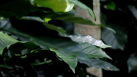 Vivir la cosecha del café es una experiencia que fincas en Colombia ofrecen a turistas extranjeros.