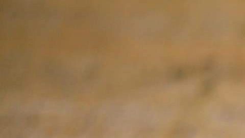 El león Cecil era considerado un tesoro nacional en Zimbabue.