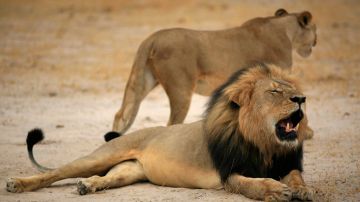 El león Cecil era considerado un tesoro nacional en Zimbabue.
