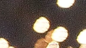 Bruce Arena y Landon Donovan encabezan la celebración por la corona de 2011, uno de los mejores planteles de la historia del club.