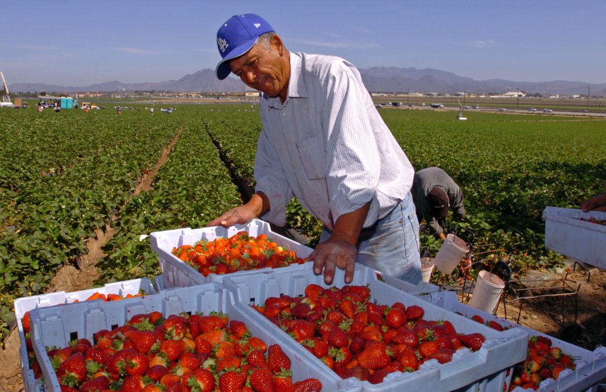 Un hombre trabaja en la cosecha de fresas en Oxnard, California.