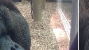 orangutan-besa-barriga-mujer-embarazada