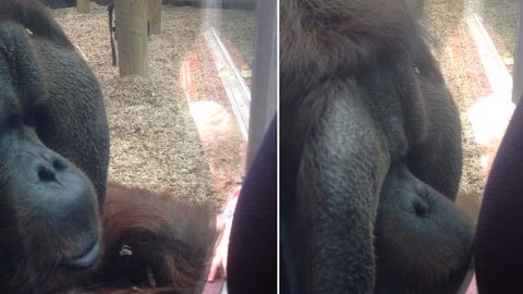 orangutan-besa-barriga-mujer-embarazada