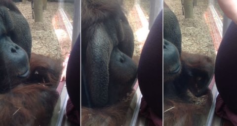 orangutan-besa-barriga-mujer-embarazada