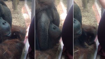 orangutan-besa-barriga-mujer-embarazada