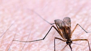 mosquitos trasgenicos