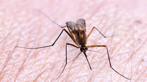 mosquitos trasgenicos