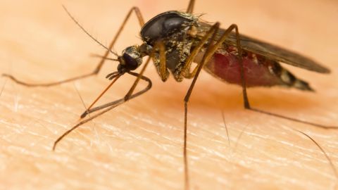 mosquito malaria