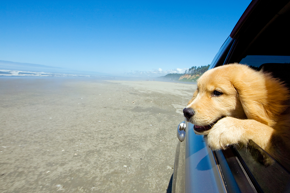 mascota auto