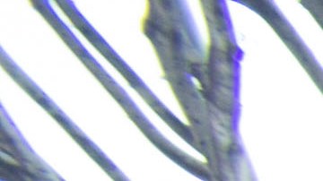 Patricia Franco y sus hijos ahora deambulan por las calles de Skid Row en el centro de Los Ángeles.