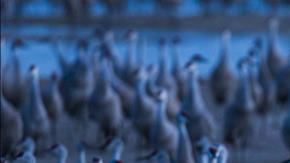 artico cambio climatico