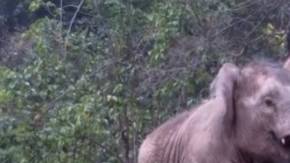 elefantes se balanceaban