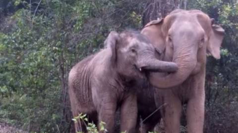 elefantes se balanceaban