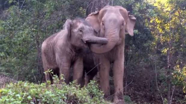 Tierno reencuentro de elefantes madre e hija luego de 4 años (VIDEO)