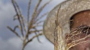 Los campesinos han perdido sus cultivos de maíz y frijol por la falta de agua.