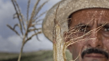 Los campesinos han perdido sus cultivos de maíz y frijol por la falta de agua.