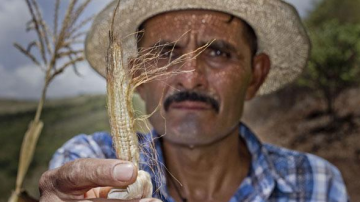 Los campesinos han perdido sus cultivos de maíz y frijol por la falta de agua.