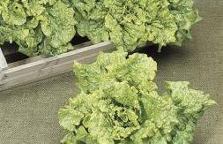Phytonutrients, the chemicals that help plants defend against environmental challenges, such as damage from pests or ultraviolet light, appear to provide humans with protection as well.