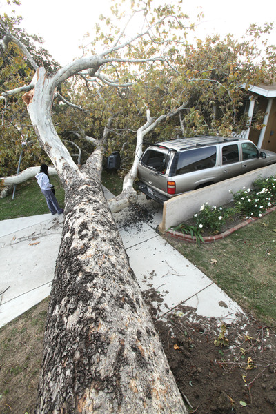 Un árbol caído en Atwater. La caída de docenas de árboles provocó cortes de electricidad en la región.