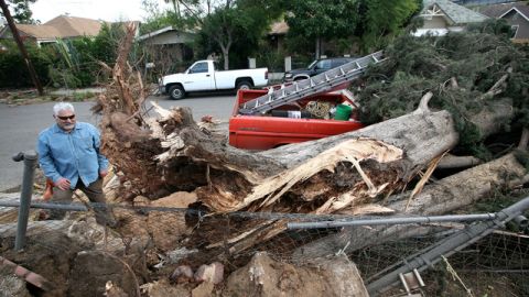 Un ciprés de 75 pies de altura aplastó una camioneta en Highland Park durante la tormenta de viento de la semana pasada.