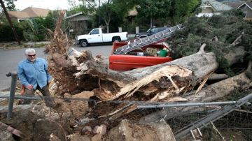 Un ciprés de 75 pies de altura aplastó una camioneta en Highland Park durante la tormenta de viento de la semana pasada.