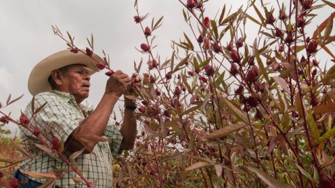 El cuerpo de Trinidad de la Cruz Crisóforo, de 74 años e integrante del  MPJD, fue hallado con signos de tortura en Xayakalan.