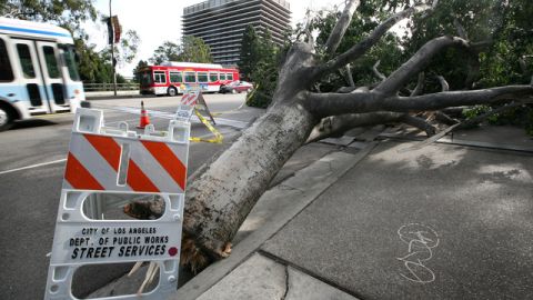 Árbol caído en el centro de Los  Ángeles tras la tormenta del mes pasado. Se espera que  vientos de 25 a 40 mph lleguen al sur de California en las primeras horas de hoy.