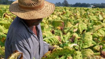 Un agricultor latino realiza su labor cotidiana en los campos de Dudley  condado de Wayne en Carolina del Norte.