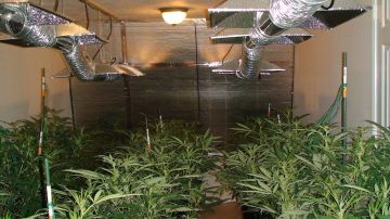 Plantas de marihuana que eran cultivadas en una casa en Pearland, al sur de Houston.